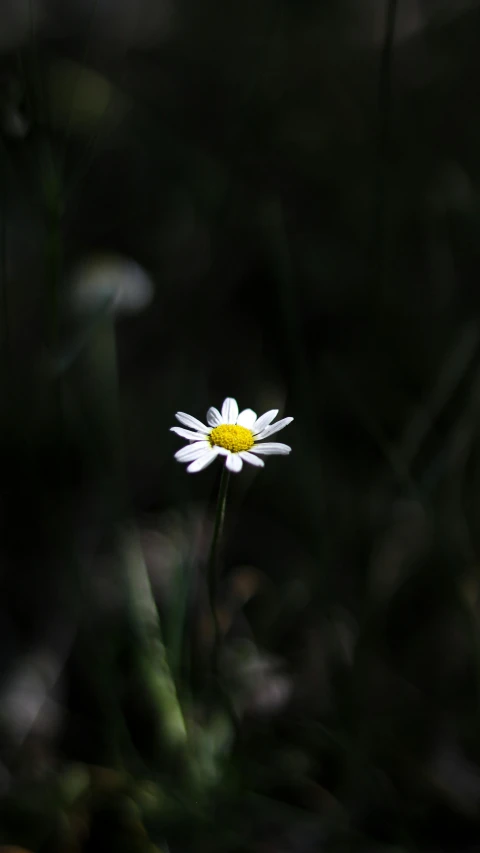 a large white and yellow daisy on the green