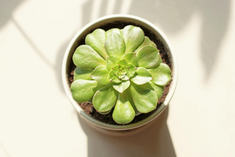 small plant in pot being shown from above