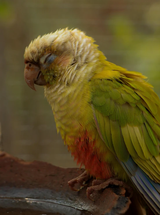 a small yellow and green parrot is perched on a nch