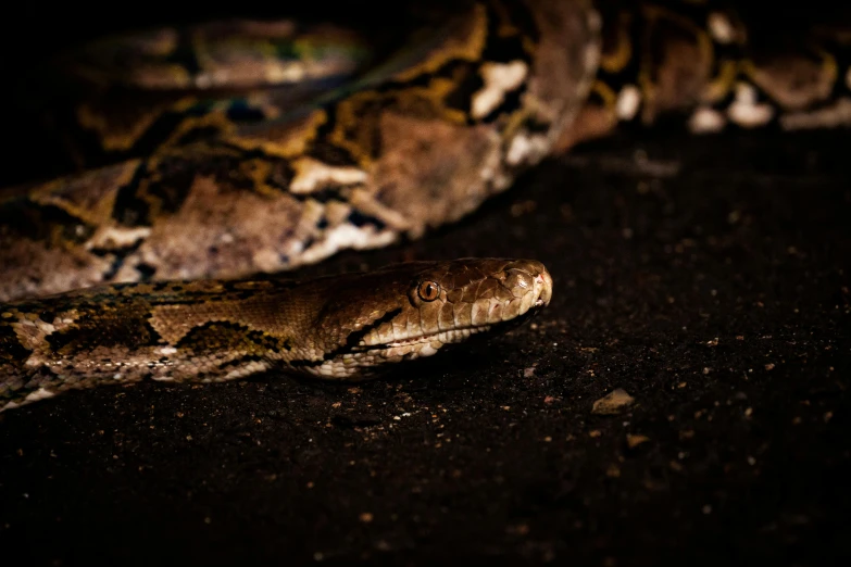 the head and shoulders of a boa conna in the dark