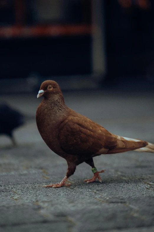 two birds walking around in the street