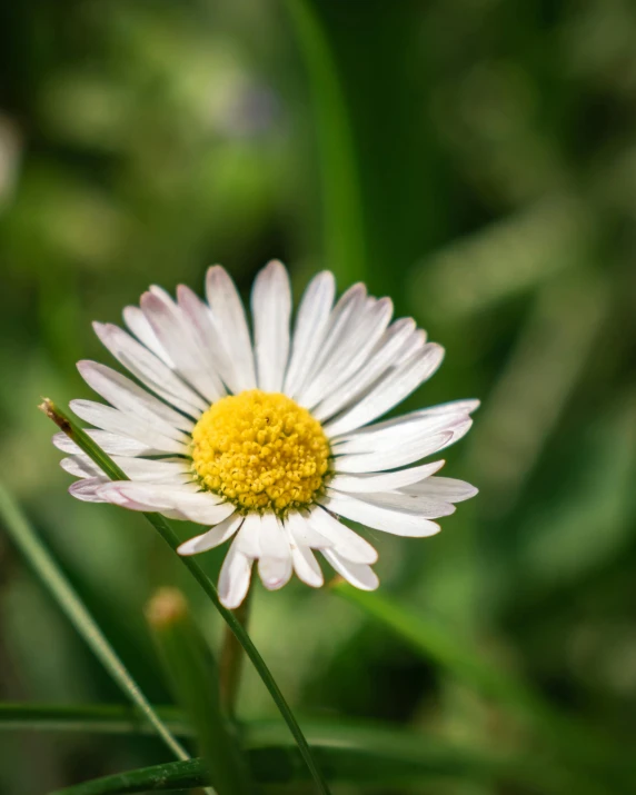 an up close picture of a white daisy