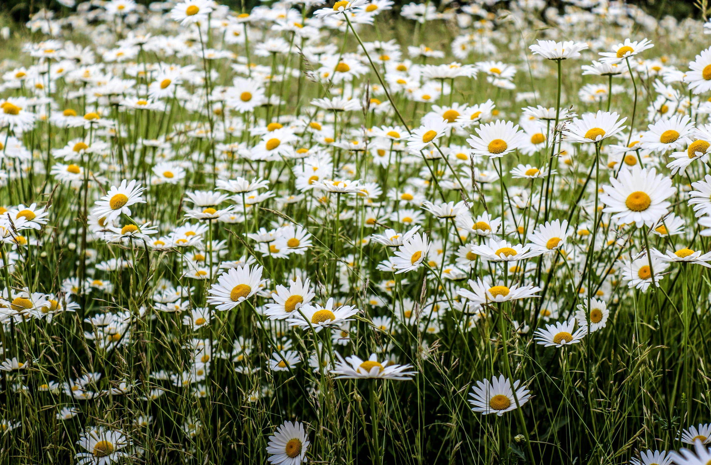 there are many large daisy flowers growing on the ground