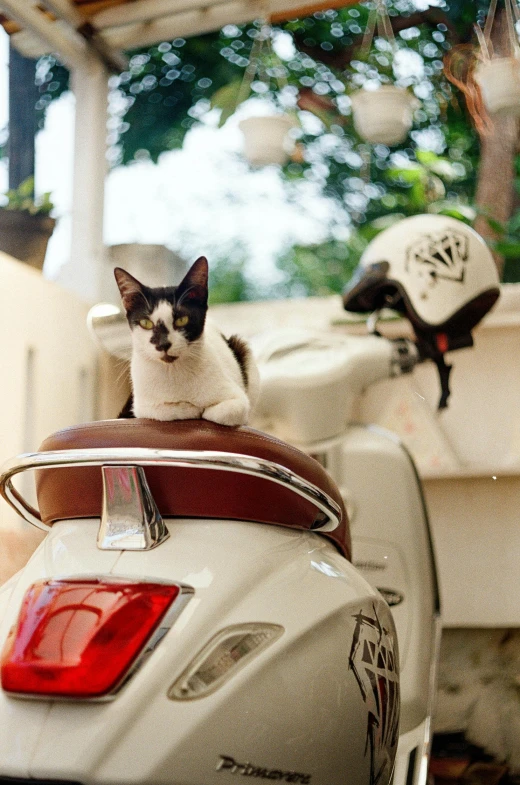 a cat is sitting on the back seat of a motorcycle