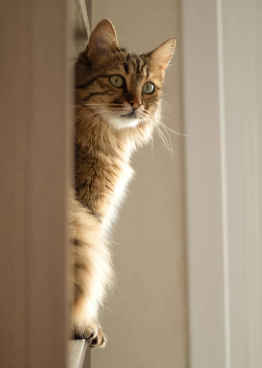 a cat peeking out from behind some white wall