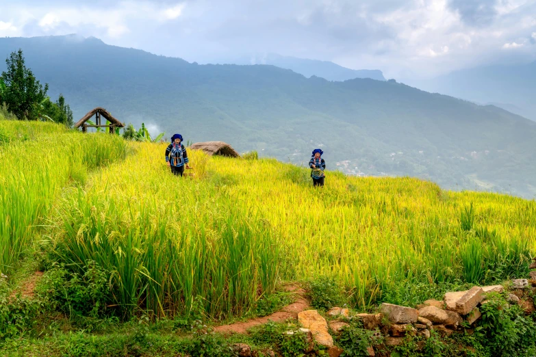 some people walking down a grassy hill and on some trees