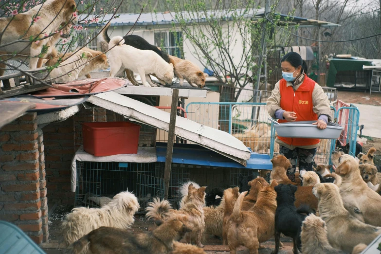 a woman standing on a roof top surrounded by dogs
