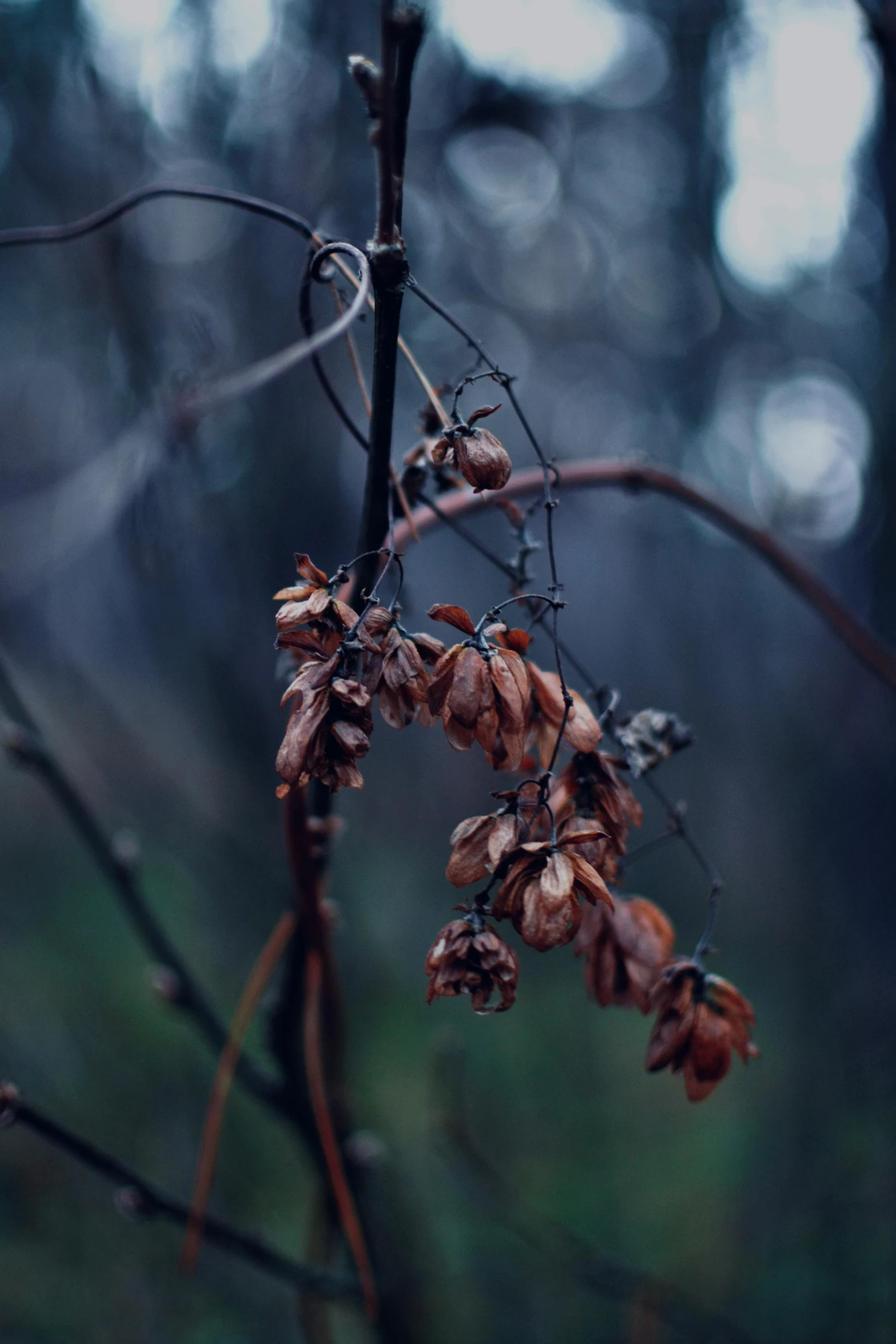 the small berries are on the nches of this tree