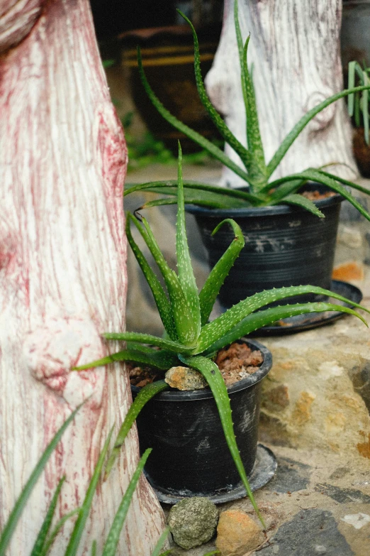 two potted plants with little rocks in them