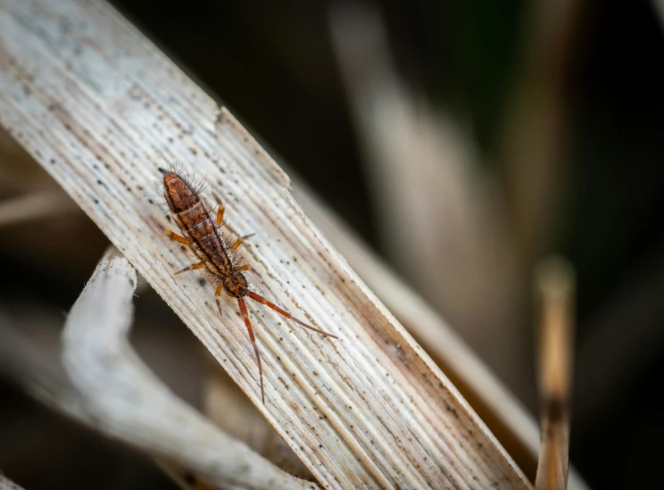 a bug on top of a piece of wood