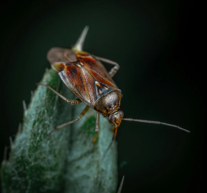 a brown bug sits on top of a leaf