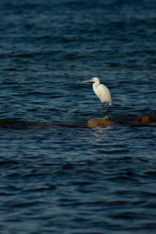 a large white bird sitting on top of some rocks