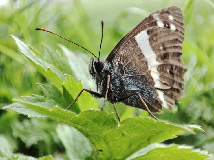 a moth sits on a green leaf in the grass