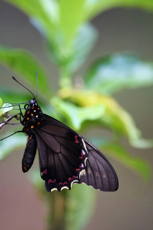 the large erfly has one black and red spot on its wings