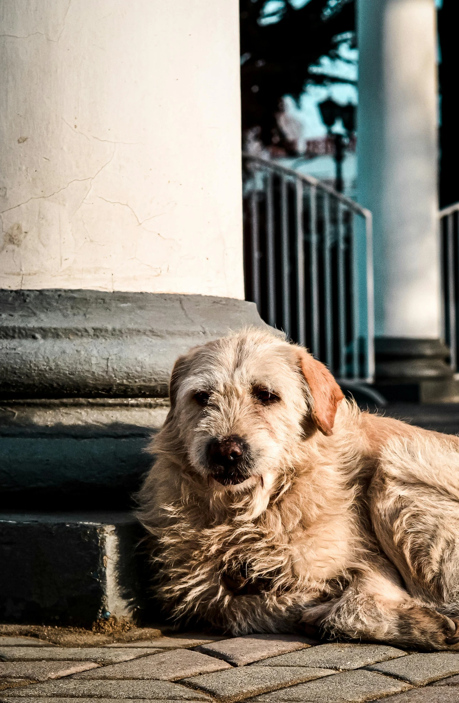 a dog with it's head sitting on the floor of a building