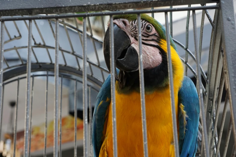 there is a bird that is standing in a cage