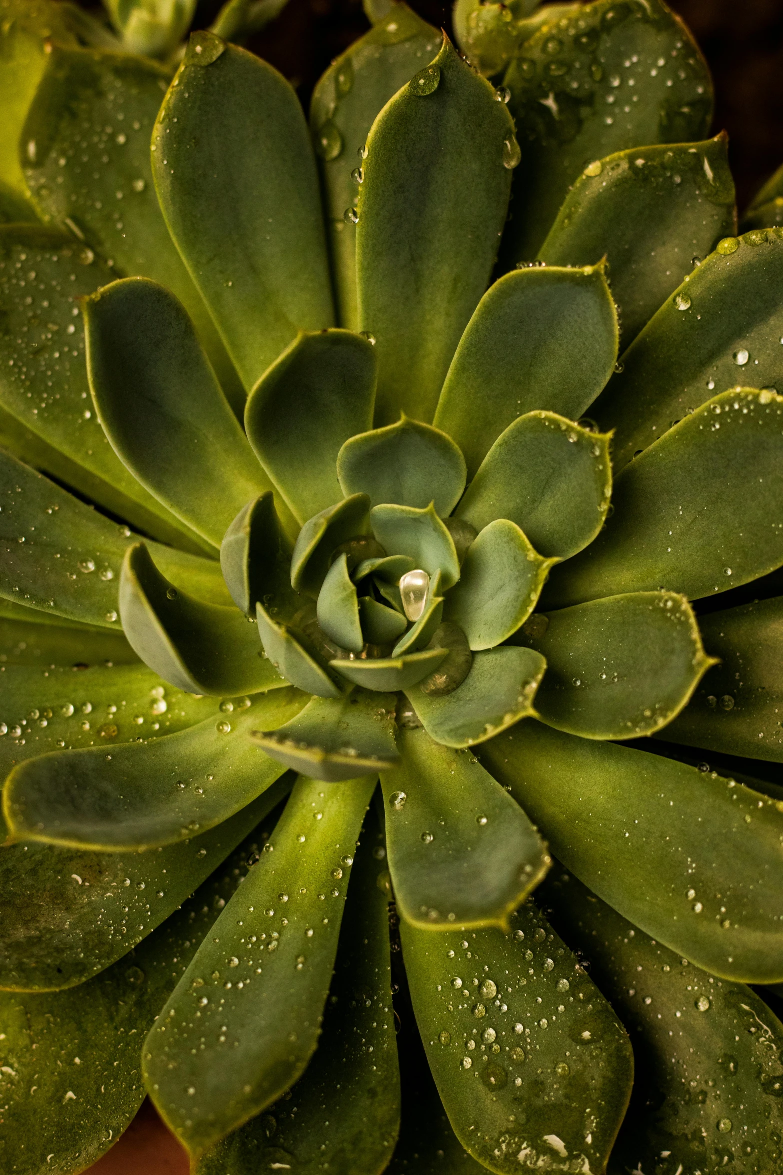 the green plant has been planted in the garden