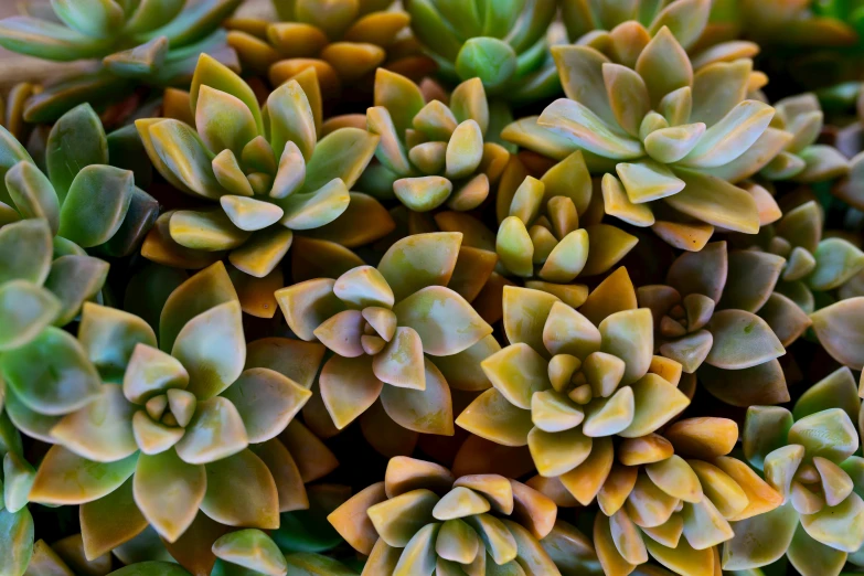 close up image of many green and yellow flowers