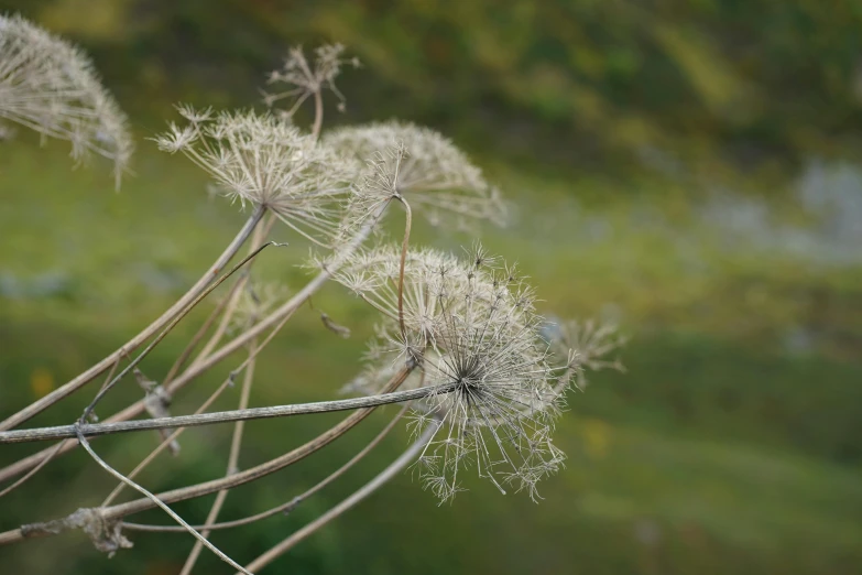 some very tall flowers in the middle of a field