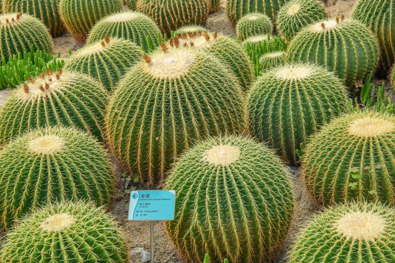 rows of cactus with small signs on them