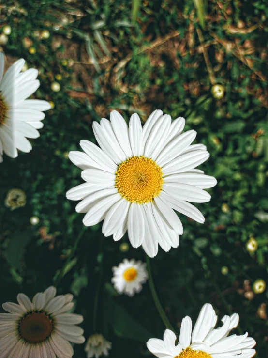 several white daisies are arranged in the garden