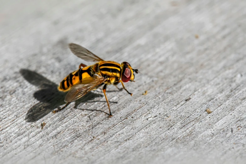 a black and yellow insect with a red nose