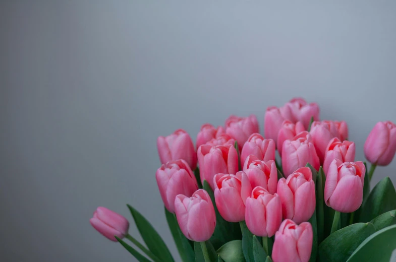 a group of pink tulips with green leaves