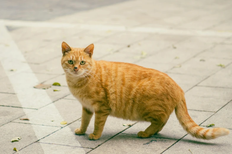 the cat is looking forward while standing on the brick walkway