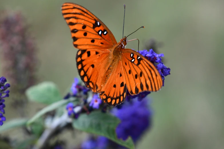 a close up of an orange erfly on purple flowers