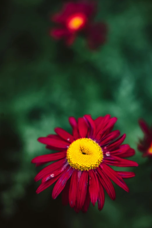 two red flowers that are in some water