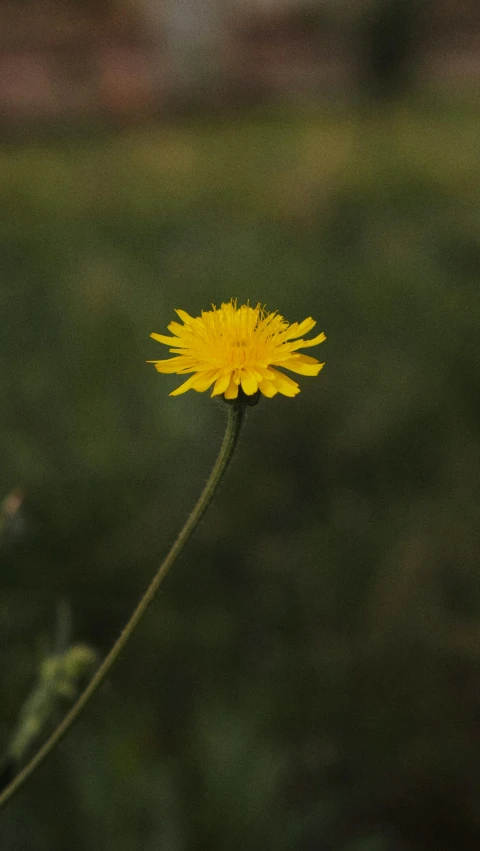 a flower in the foreground, with a blurred background