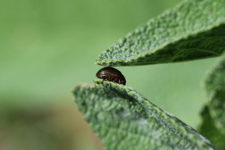 a ladybird sits on a green leaf during the day