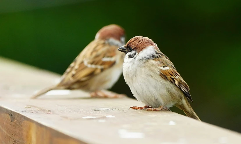 two small brown and white birds perched on wooden edge
