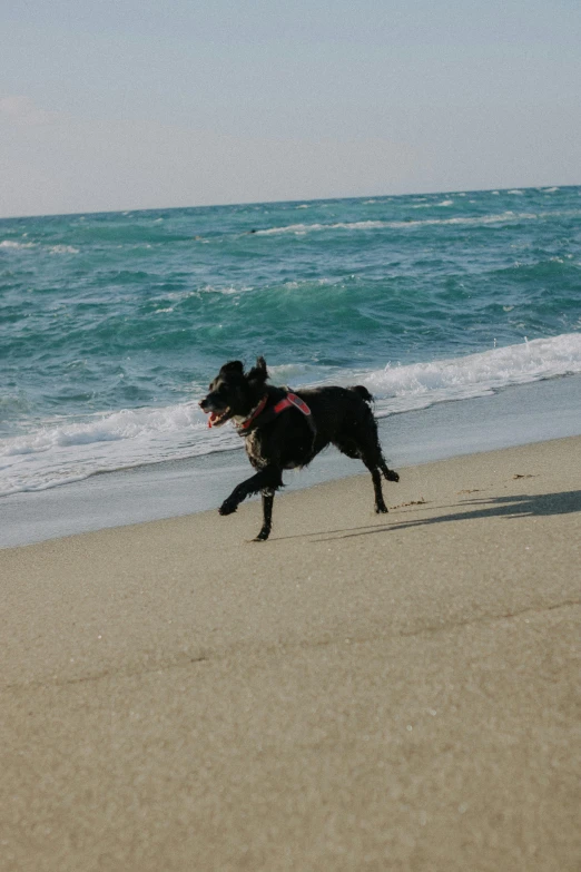 a black dog running along the beach with its mouth open