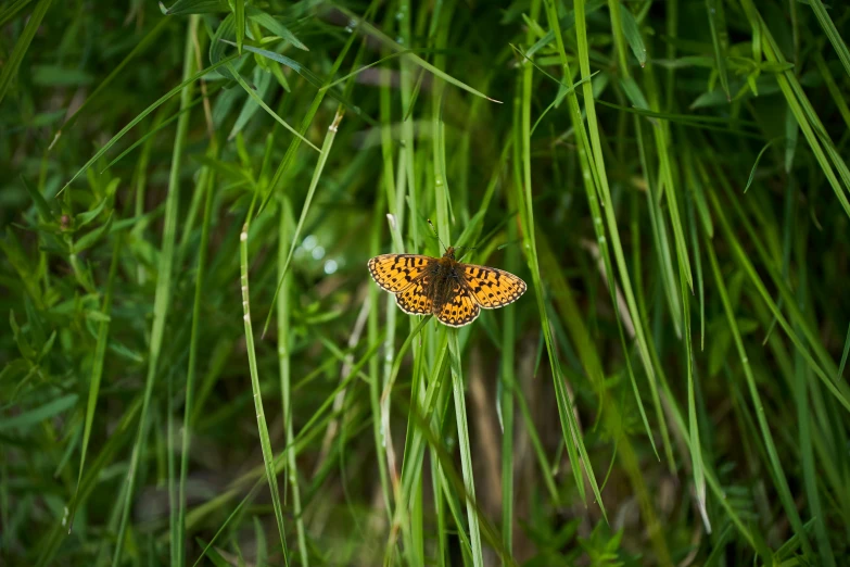 a large orange erfly sitting on some green grass