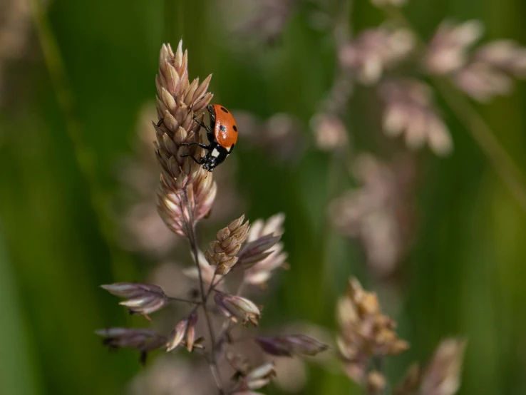 small ladybird sitting on a flower in a field