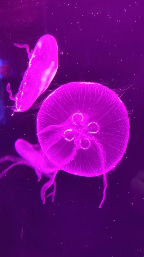 a close - up of a jellyfish under water