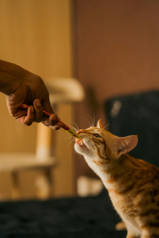 a person holding a stick and feeding it to a cat