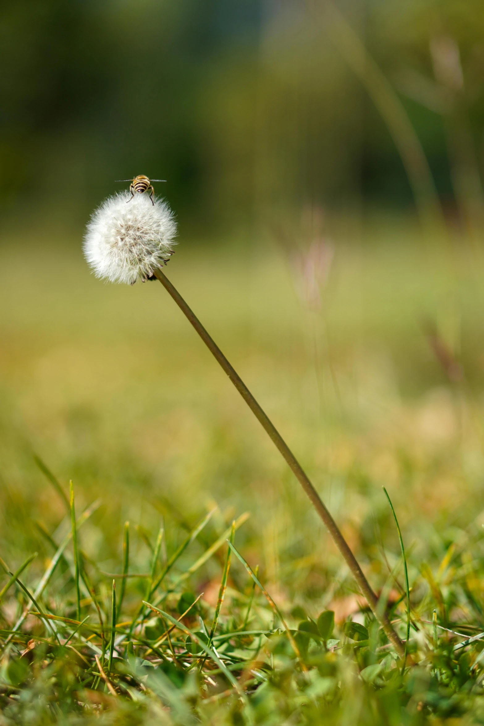 a dandelion sitting on top of a lush green field