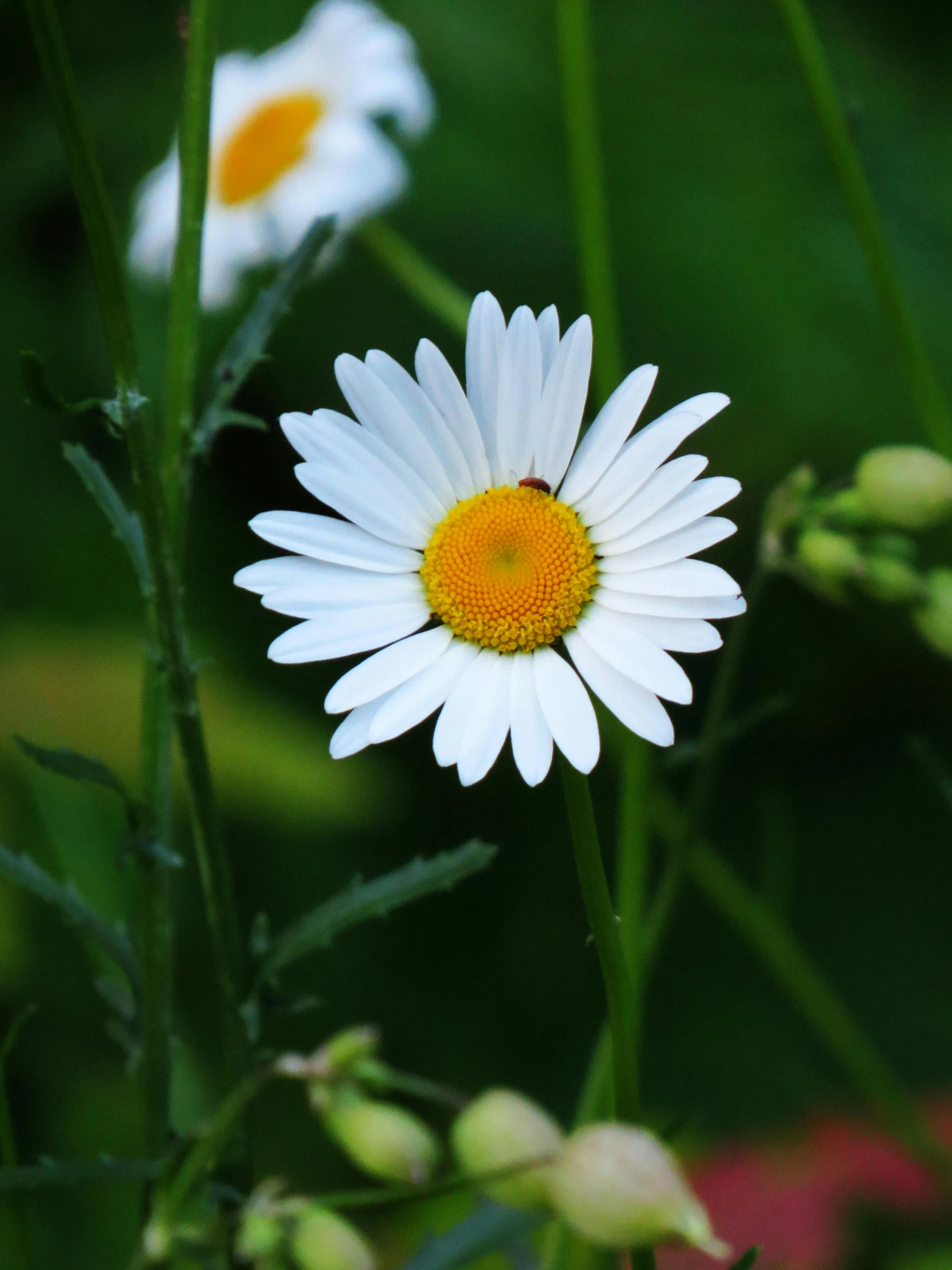 white flowers in a grassy field on the ground