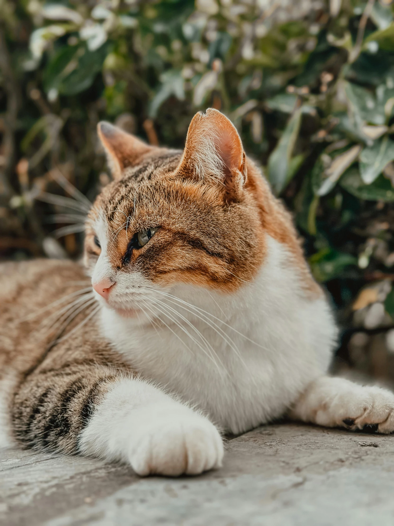 a cat that is sitting down near some plants