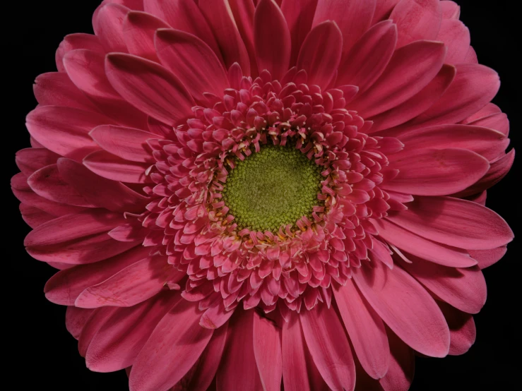 the top view of a flower in bloom with its petals turned sideways