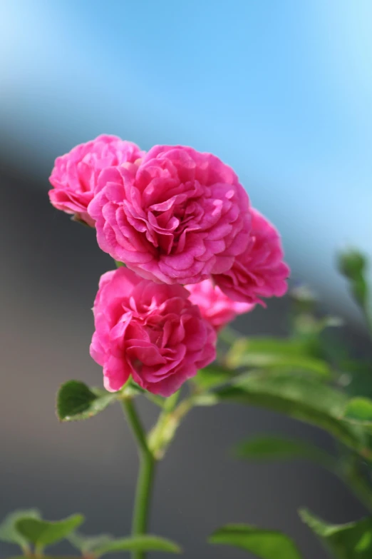 pink carnations with green leaves on them