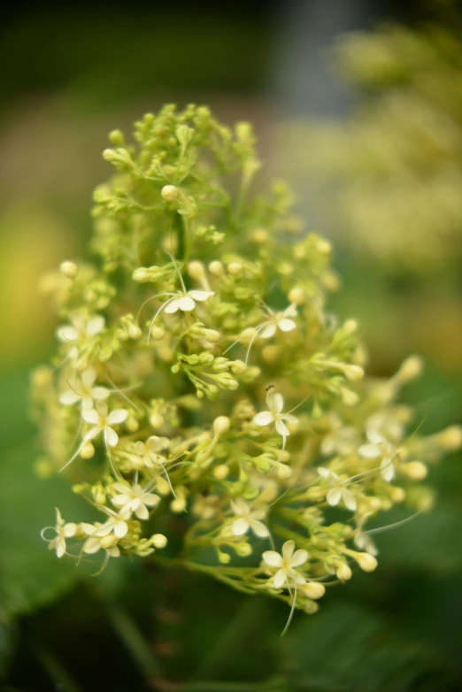 a bush full of tiny white flowers on top of green leaves