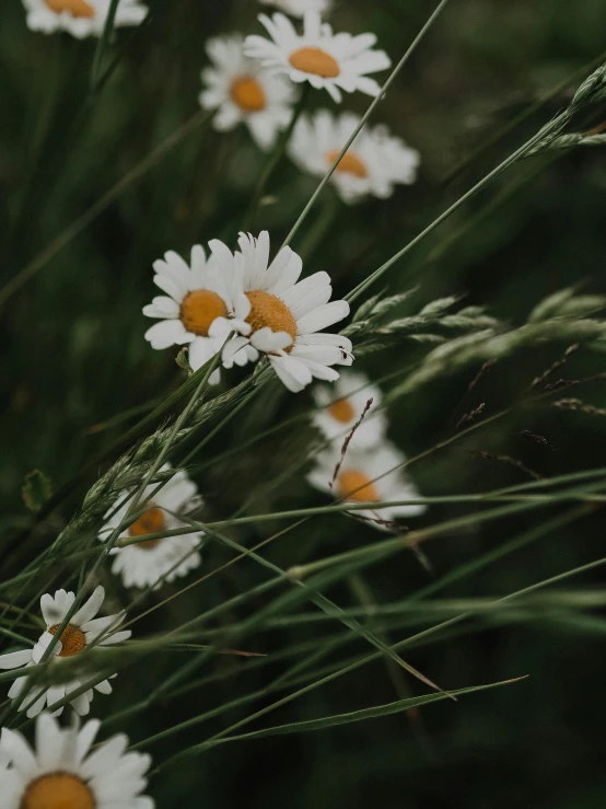 some daisies grow tall in a field