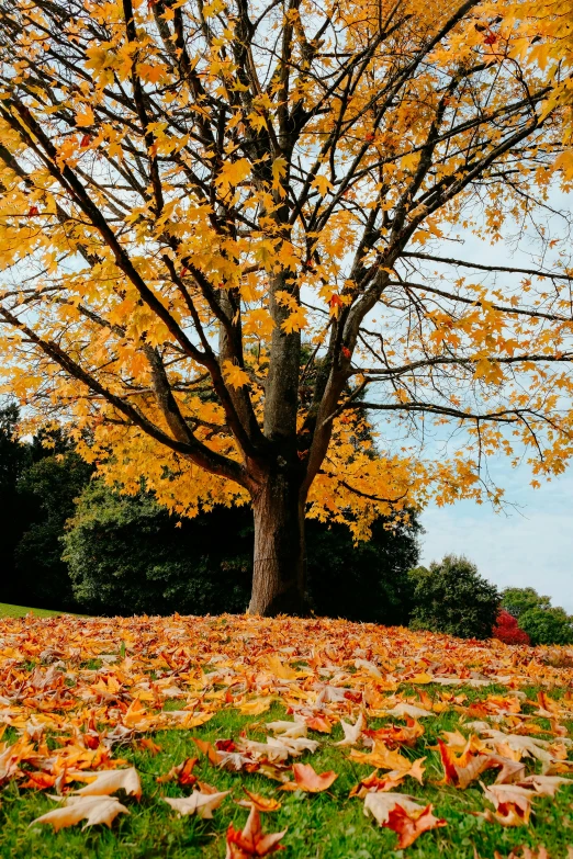 fall leaves are arranged on the ground next to a tree