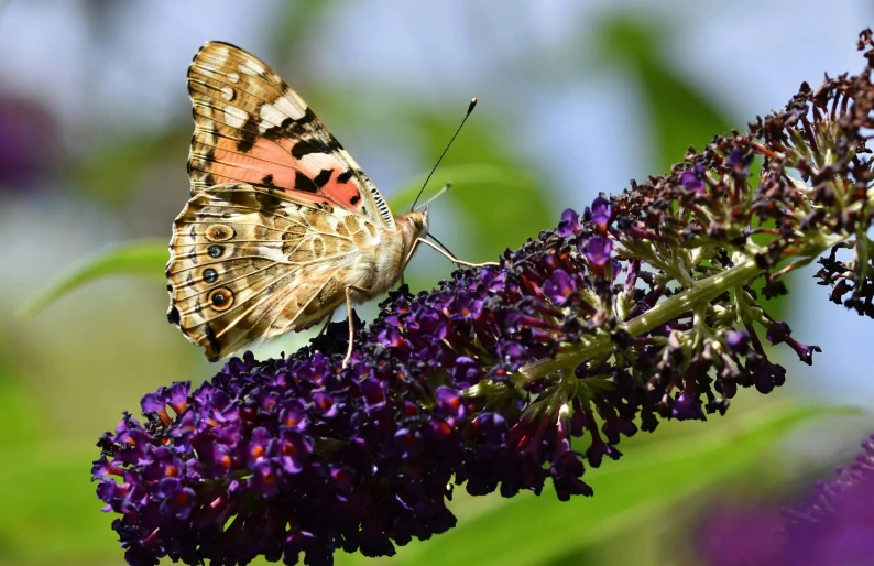 an orange and brown erfly sitting on purple flowers