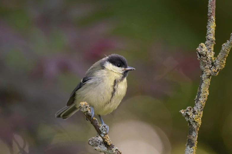 the little bird is perched on the nch of a tree