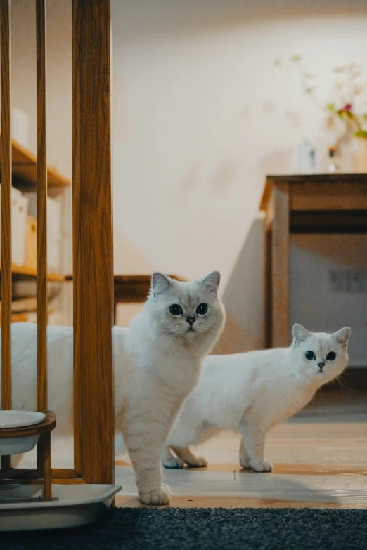 two cats standing next to each other on the ground