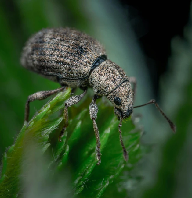 a close up of a small insect on a leaf